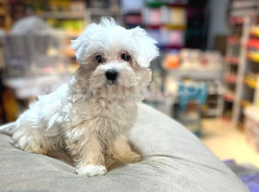 Maltesse Terrier Cinsi Mini Boy Puppy Kar Beyaz