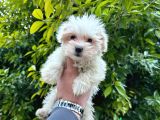 Maltesse Terrier Cinsi Mini Boy Puppy Kar Beyaz