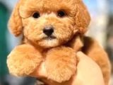 Kahve Tonlu Puppy Kıvırcık Tüylü Malti̇po Ci̇nsi̇ Yavrular