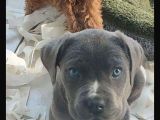A kalite Cane corso bebekler