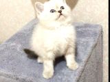 British Shorthair Yavrular Her Yere Gönderilir
