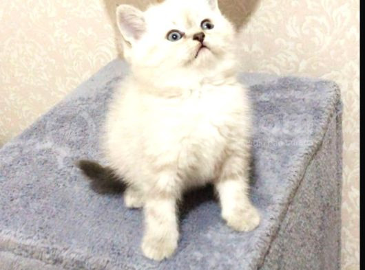 British Shorthair Yavrular Her Yere Gönderilir görsel