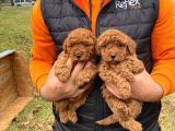 Toypoodle Bebekler Yeni̇ Yilda Si̇zleri̇ Bekli̇yor
