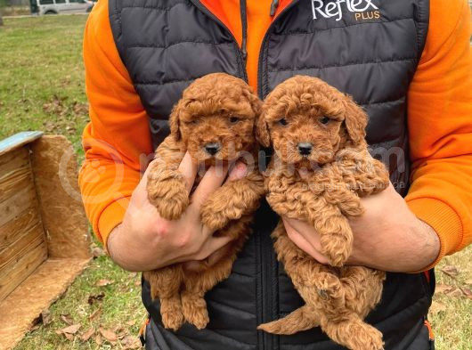Toypoodle Bebekler Yeni̇ Yilda Si̇zleri̇ Bekli̇yor görsel