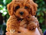 Mini Boy Puppy Kıpkırmızı Red Tooy Poodle