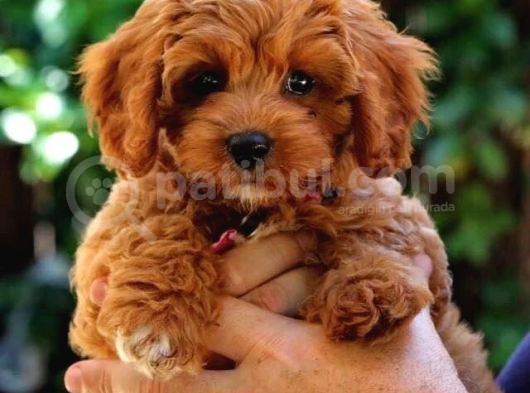 Mini Boy Puppy Kıpkırmızı Red Tooy Poodle görsel