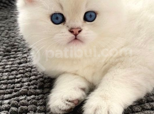 British Shorthair Yavrular Her Yere Gönderilir görsel
