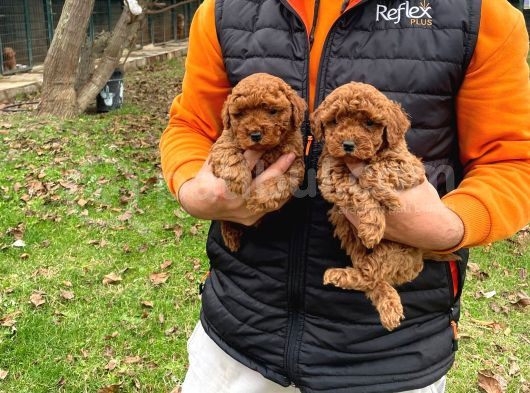 Toypoodle Bebekler Yeni̇ Yilda Si̇zleri̇ Bekli̇yor görsel