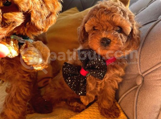 Kore Kan Mini Boy Poodle Ped Eğitimli Yavrular görsel