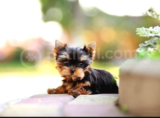 Petmode Köpek Çiftliğinden Tea Cup Yorkshire Terrier görsel