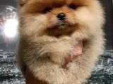 Show Class Pomeranian Boo Yavrular Heryere Gönderilir