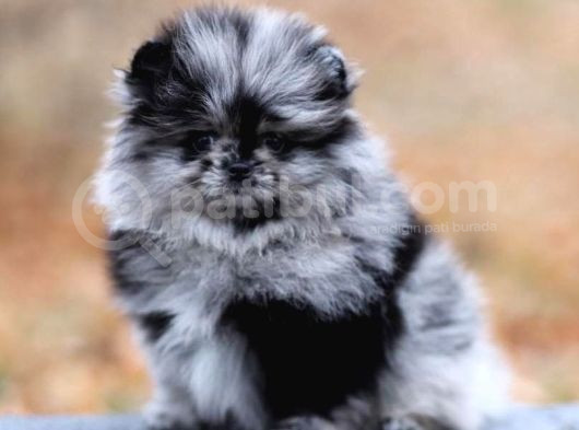 Show Class Pomeranian Boo Yavrular Heryere Gönderilir görsel