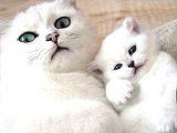 British Shorthair Yavrular Her Yere Gönderilir