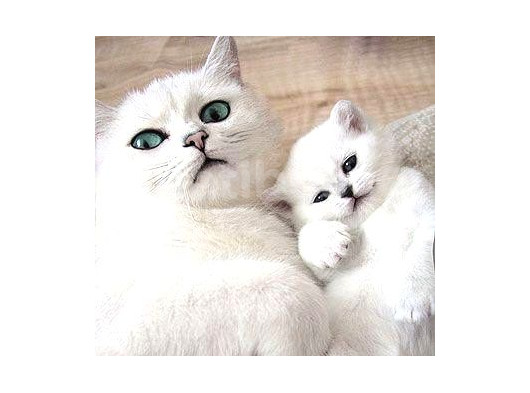 British Shorthair Yavrular Her Yere Gönderilir görsel