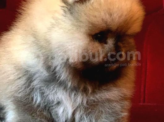 Show Class Pomeranian Boo Yavrular Heryere Gönderilir görsel