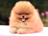 Show Class Pomeranian Boo Yavrular Heryere Gönderilir