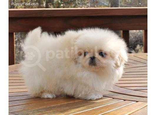 Küt Burun Sevimli Yavrular Peki̇nez Ci̇nsi̇