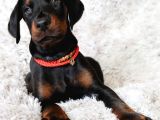 Üst Sekmen Anatomiye Sahip King Doberman Yavrular