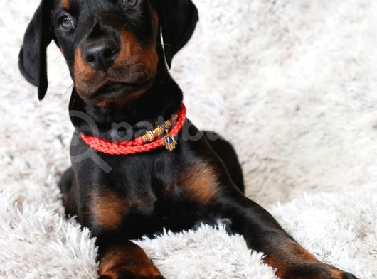 Üst Sekmen Anatomiye Sahip King Doberman Yavrular görsel