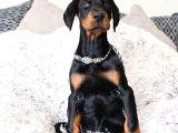 Üst Sekmen Anatomiye Sahip King Doberman Yavrular