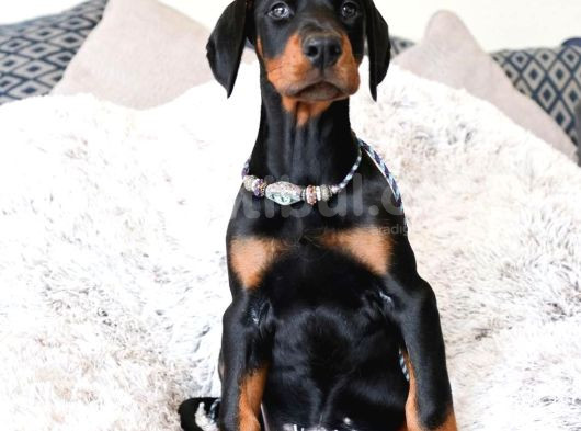 Üst Sekmen Anatomiye Sahip King Doberman Yavrular görsel