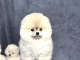 Efsane Üst Düzey Dişi Pomeranian Boo Yavrularımız