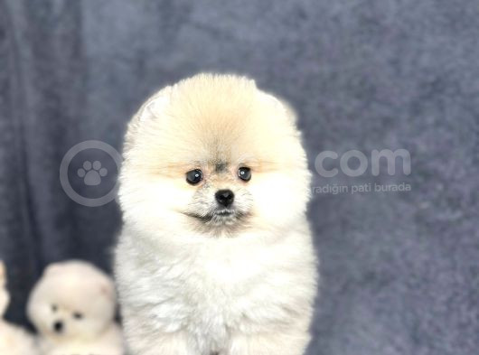 Efsane Üst Düzey Dişi Pomeranian Boo Yavrularımız görsel