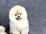 Efsane Üst Düzey Dişi Pomeranian Boo Yavrularımız