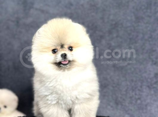 Efsane Üst Düzey Dişi Pomeranian Boo Yavrularımız görsel