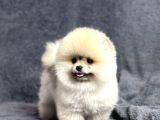 Efsane Üst Düzey Dişi Pomeranian Boo Yavrularımız