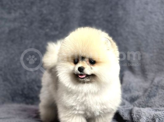 Efsane Üst Düzey Dişi Pomeranian Boo Yavrularımız görsel