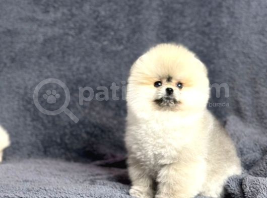 Efsane Üst Düzey Dişi Pomeranian Boo Yavrularımız görsel