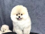 Efsane Üst Düzey Dişi Pomeranian Boo Yavrularımız