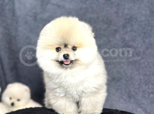 Efsane Üst Düzey Dişi Pomeranian Boo Yavrularımız