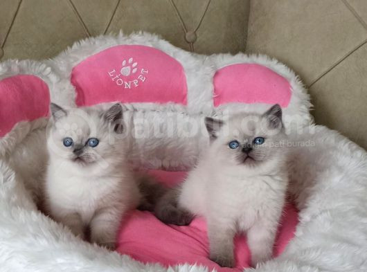 Maviş Bluepoınt Brıtısh Shorthair Bebeklerim görsel