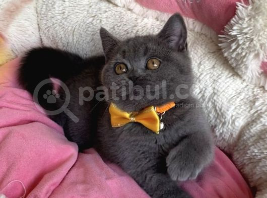 Ayı Suratlı Blue Brıtısh Bebeklerim görsel