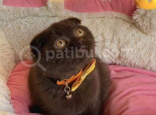 Nadir Ve Özel Bulunan Cinnamon Scotısh Fold görsel