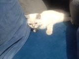British Shorthair Yavrularımız