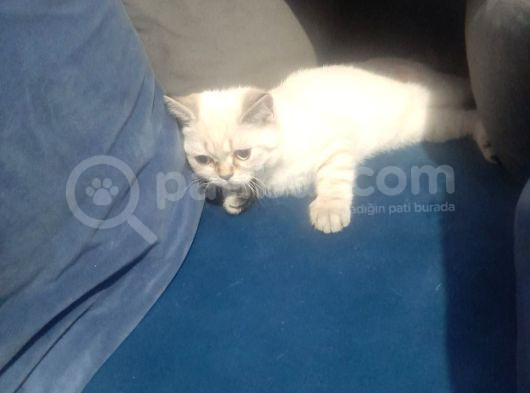 British Shorthair Yavrularımız görsel