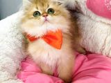 Bu Kalite Yok Scr Li Ebeveynden Golden Brıtısh Longhair