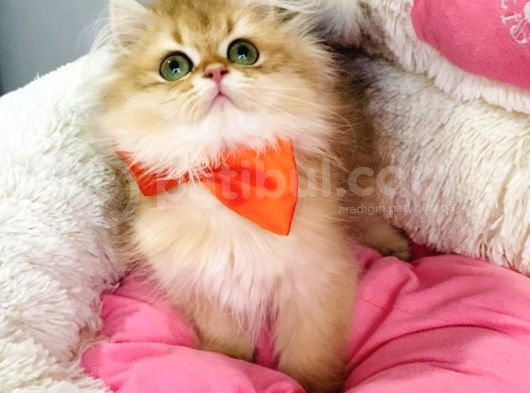 Bu Kalite Yok Scr Li Ebeveynden Golden Brıtısh Longhair görsel