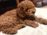 4 aylık erkek kore toy poodle