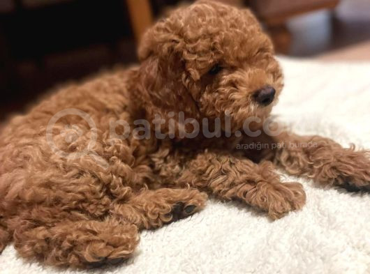 4 Aylık Erkek Kore Toy Poodle