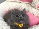 Ayı Suratlı Blue Brıtısh Bebeklerim