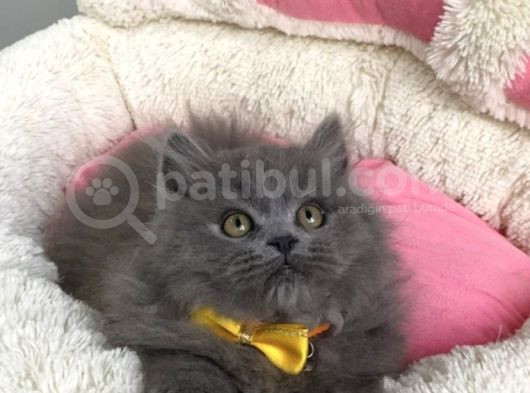Ayı Suratlı Blue Brıtısh Bebeklerim görsel