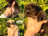 Hamburger Surat Gül Kuyruk Pug Yavrular