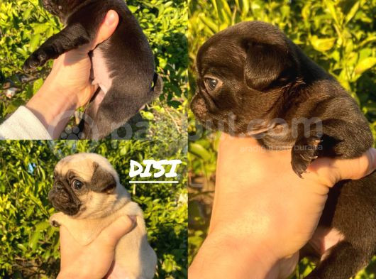 Hamburger Surat Gül Kuyruk Pug Yavrular görsel