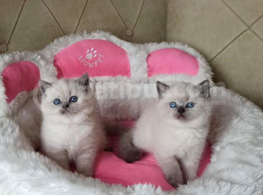Maviş Bluepoınt Brıtısh Shorthair Bebeklerim görsel