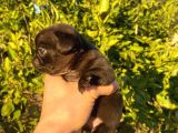 Hamburger Surat Gül Kuyruk Pug Yavrular