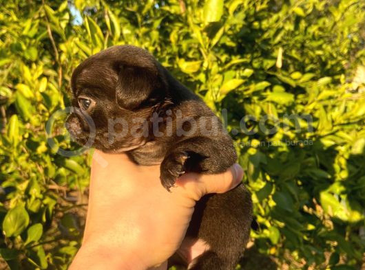 Hamburger Surat Gül Kuyruk Pug Yavrular görsel